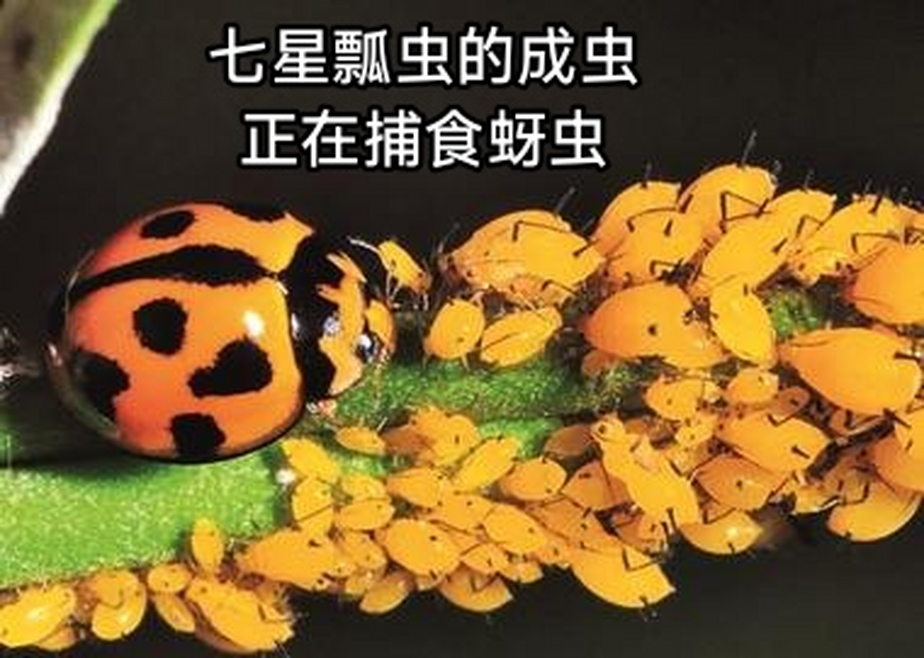 七星瓢虫吃什么?