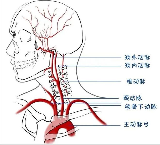 部位:颈部血管