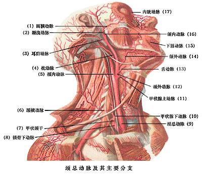 部位:颈部血管