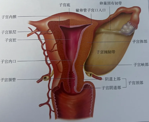 卵巢大小正常范围是多少
