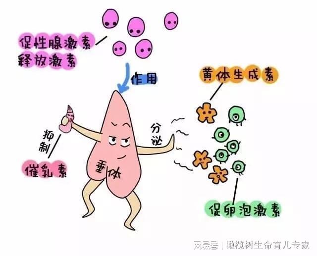 内分泌失调的原因有哪些?