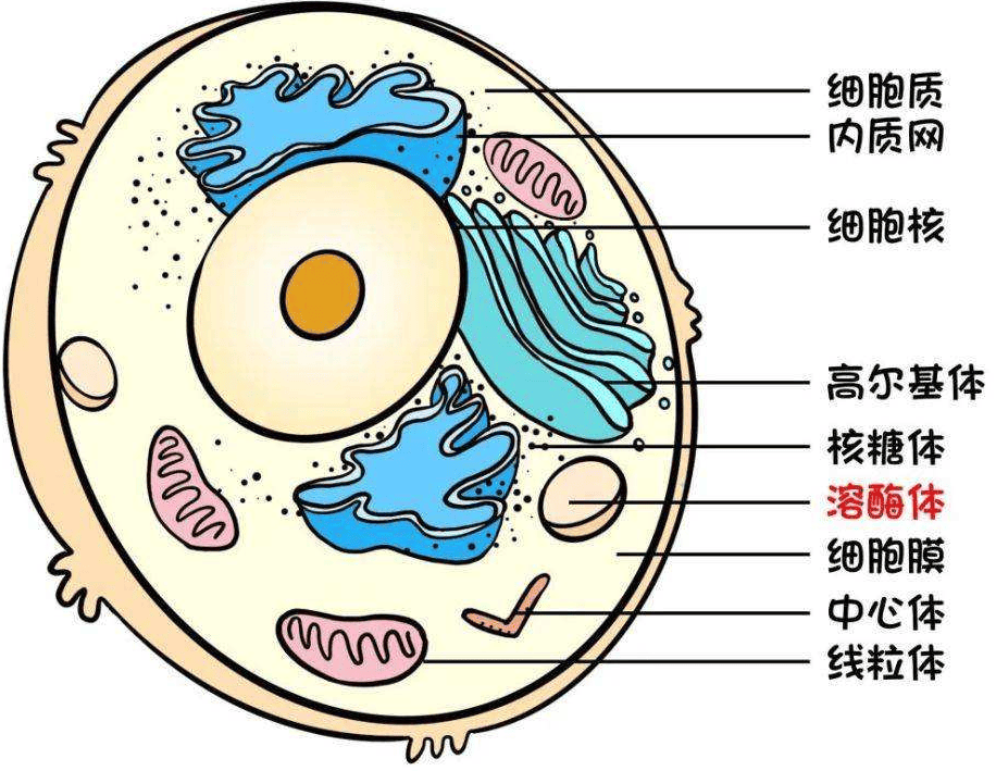 什么是溶菌酶