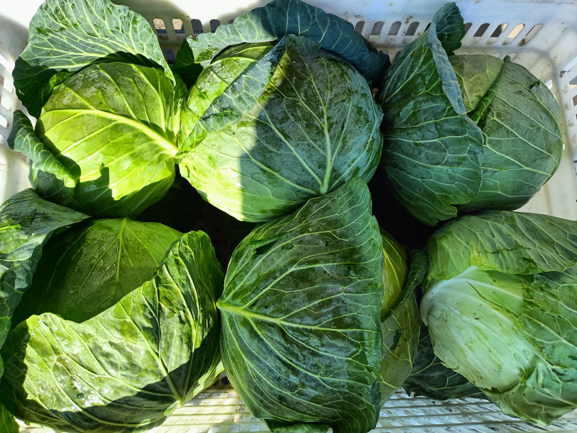 孕妇可以吃包菜吗?