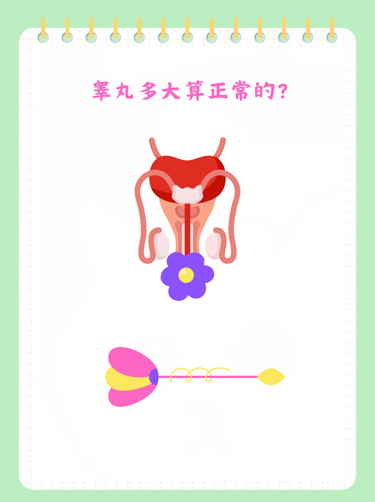 睾丸大小有标准吗?