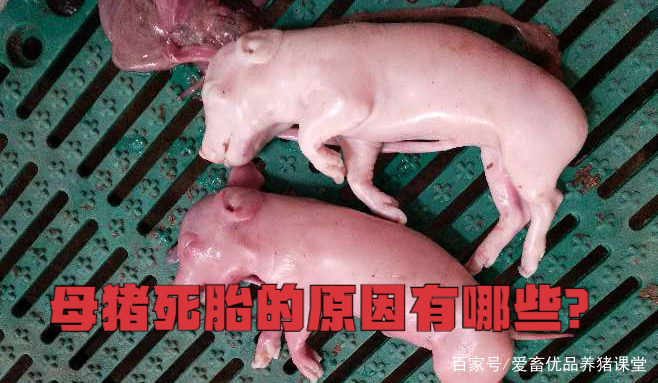 死胎是什么原因造成的