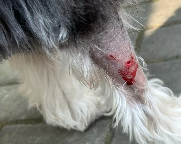 狗狗伤口化脓要怎么办啊!