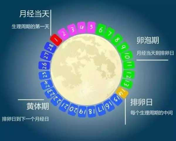 月经刚结束就会排卵吗