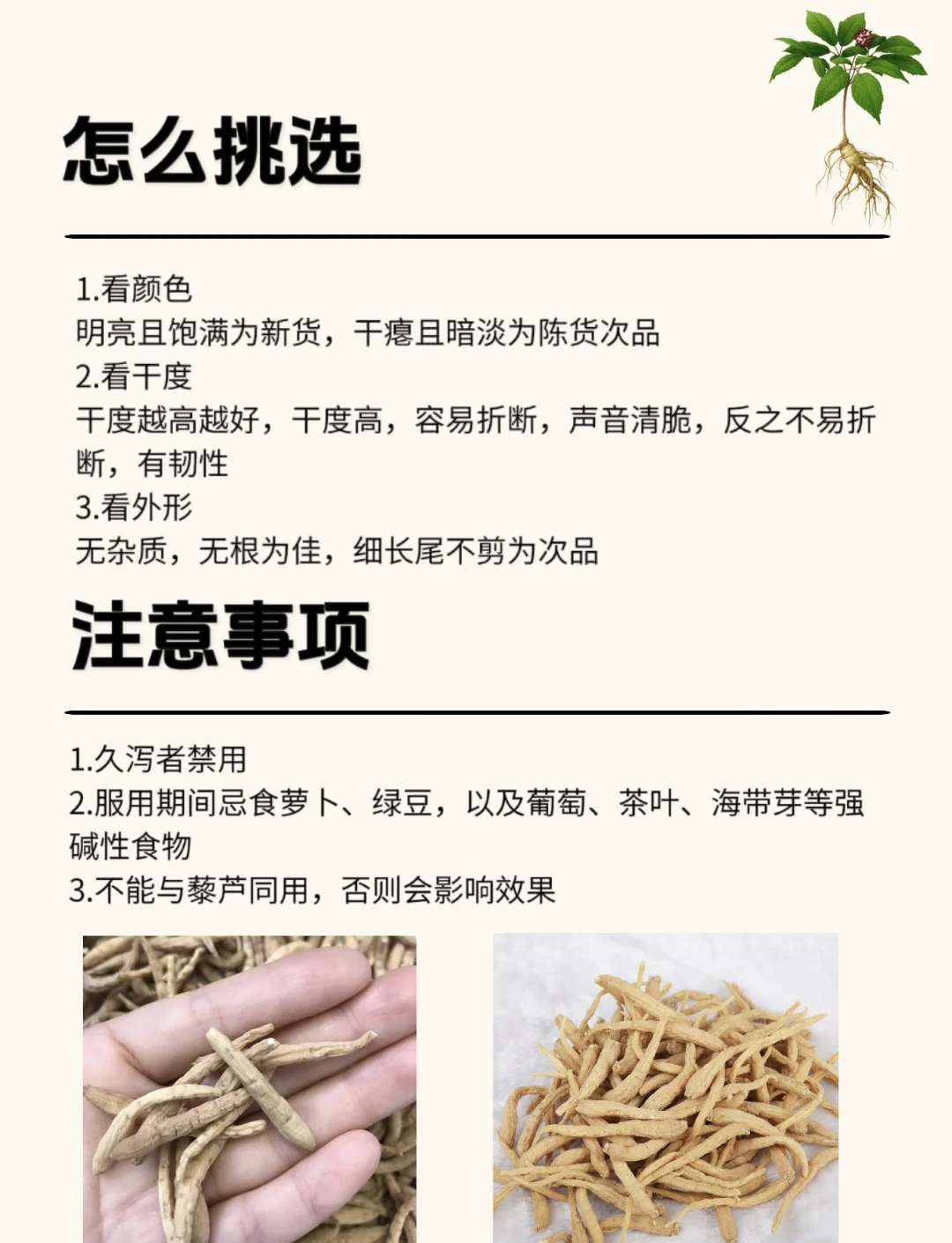 太子参的功效和作用