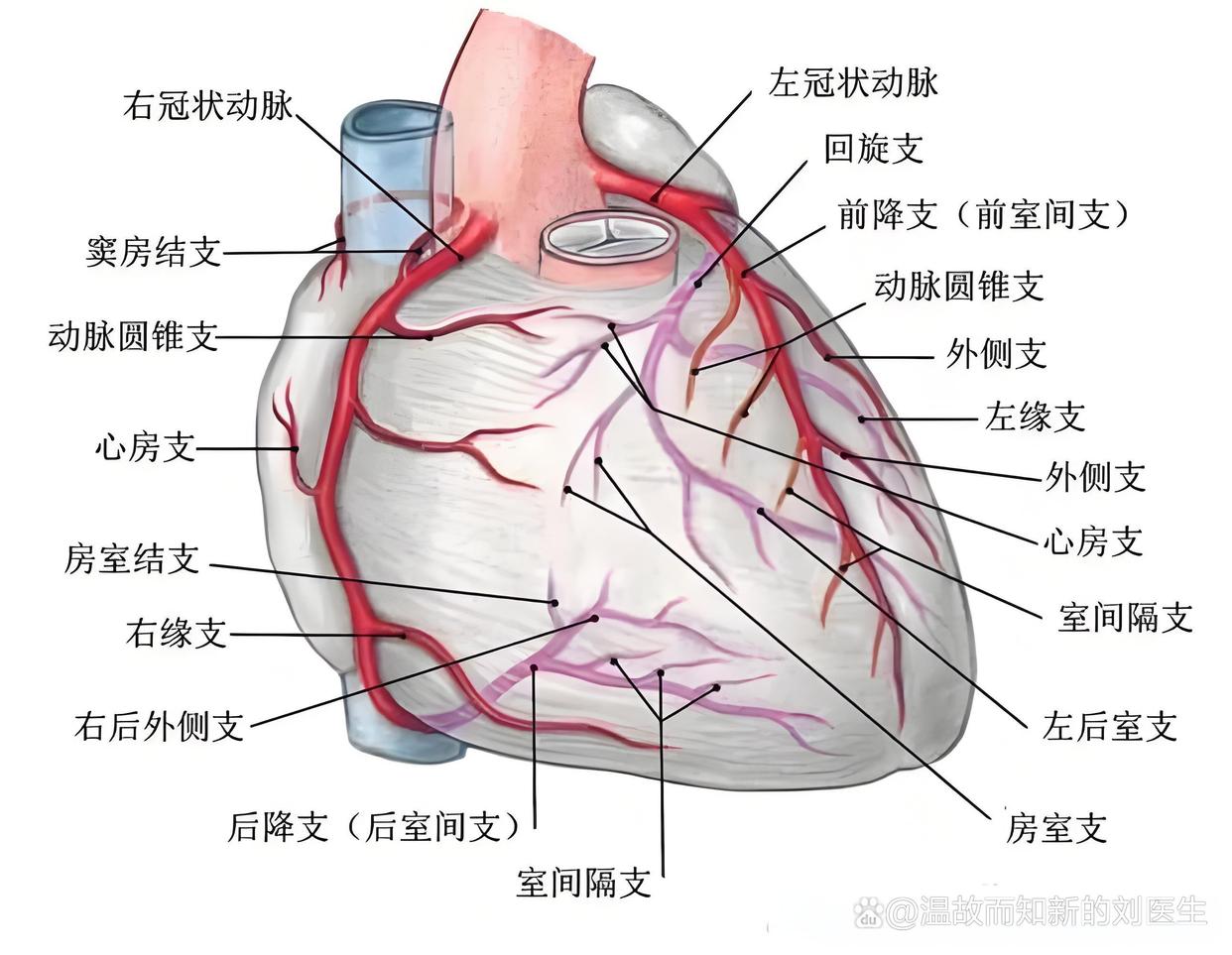 冠状动脉造影是怎么回事
