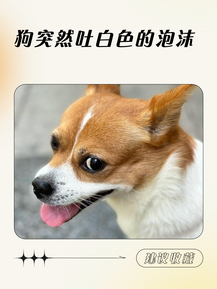 我狗狗吐白沫,还没精神,怎么办