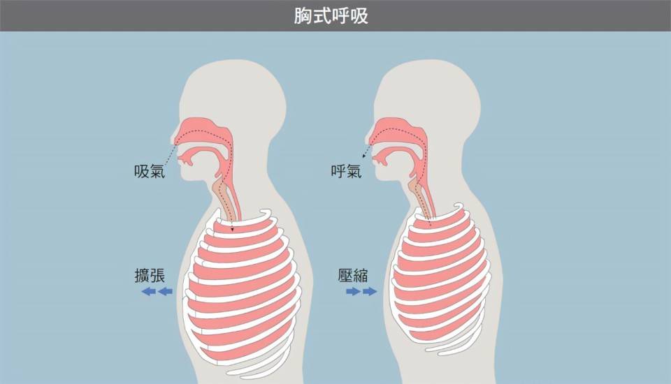 呼吸运动如何控制