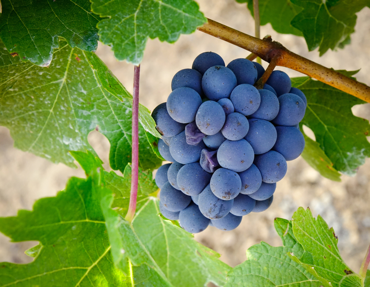 孕妇可以吃葡萄吗?