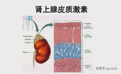 什么是肾上腺皮质激素?