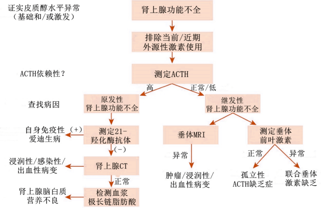 什么是肾上腺皮质激素?