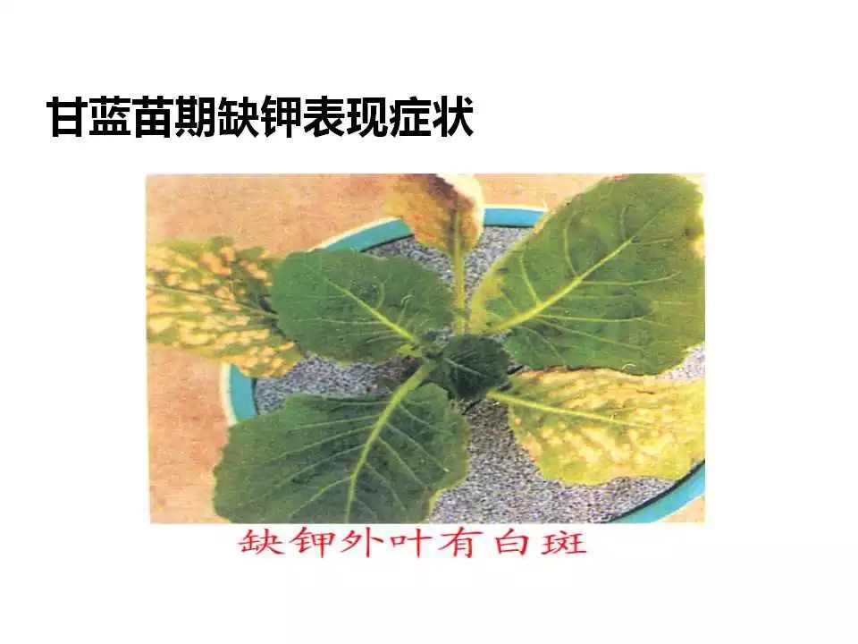 缺钾的症状与危害