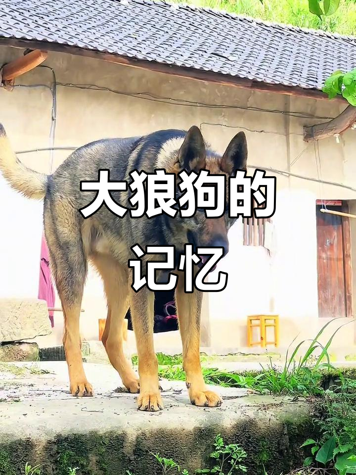 我家有两只大狼狗.两年前我交过一次.觉得很满足