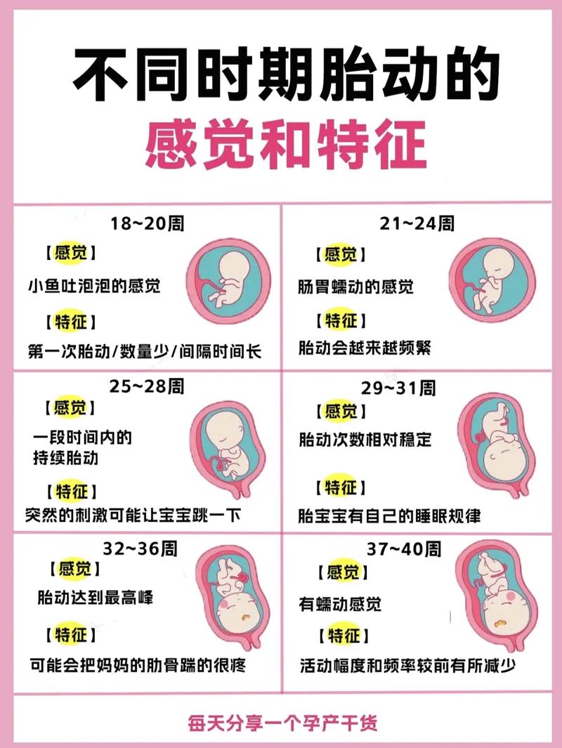 36周胎儿发育情况