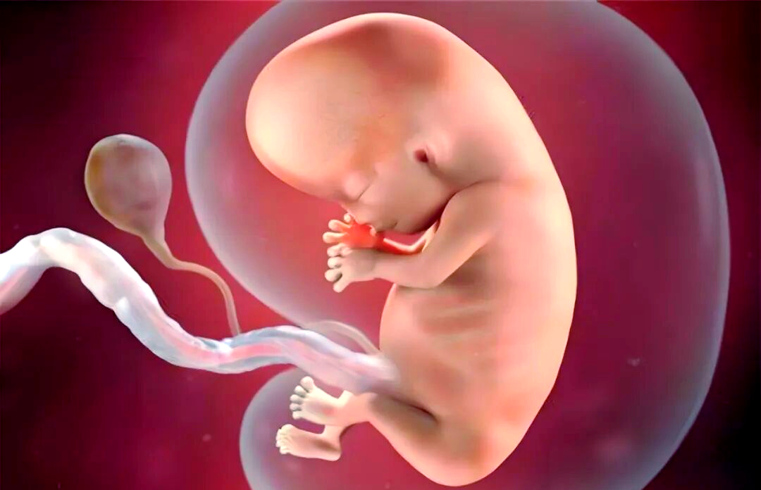 胎儿腿短是什么原因引起