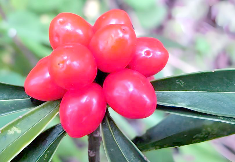 孕妇能吃草珊瑚吗