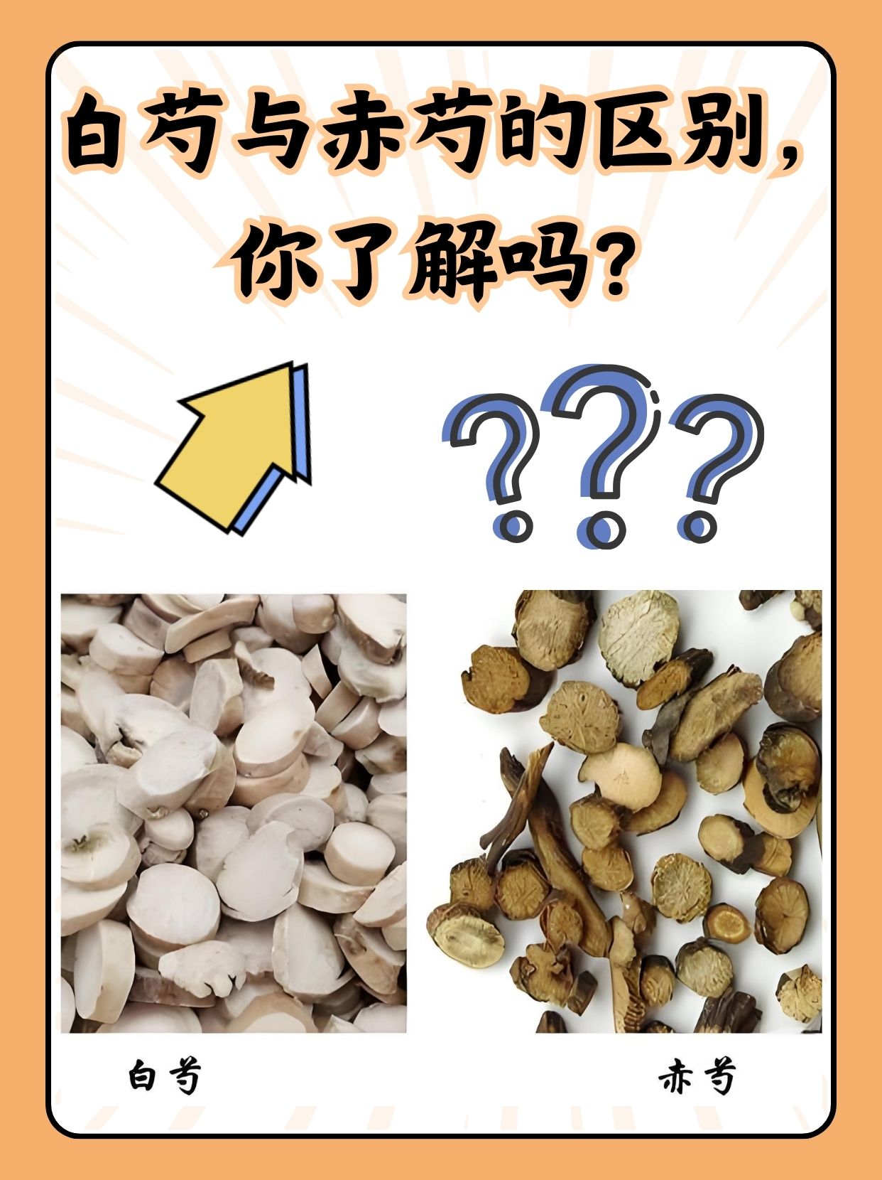 白芍的功效和作用