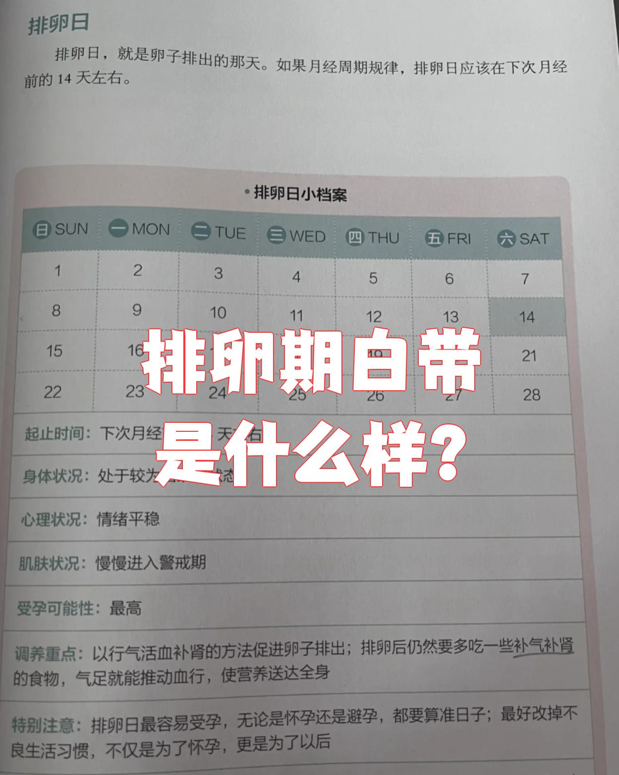 白带拉丝后多久排卵?