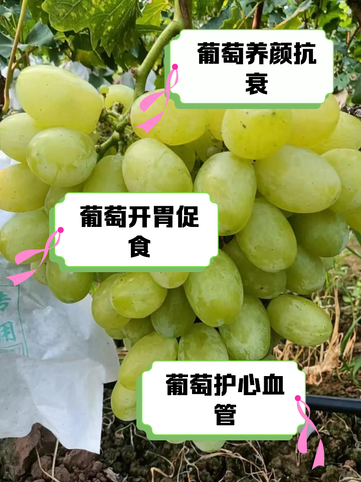 血糖高的人可以吃葡萄吗