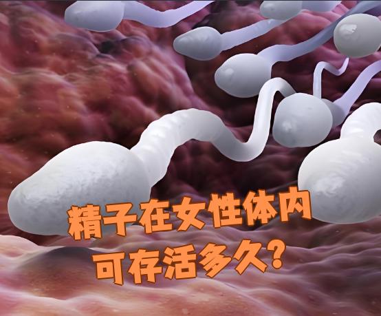 精子在女性体内存活时间