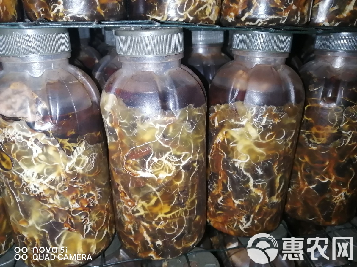 天麻蜜环菌片都治什么病?
