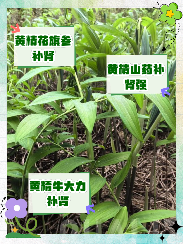 补肾的中药有什么