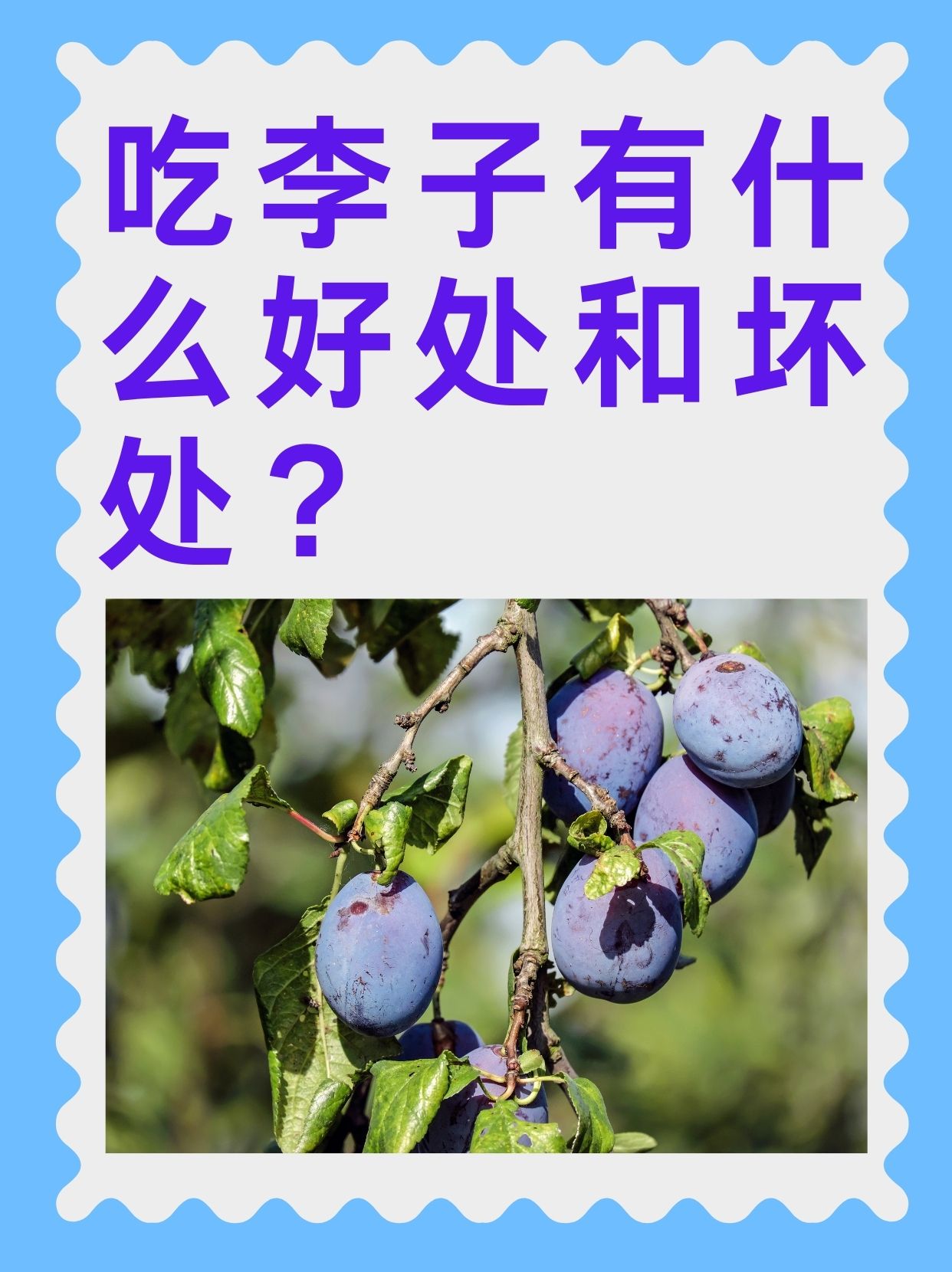 李子的营养价值及功效