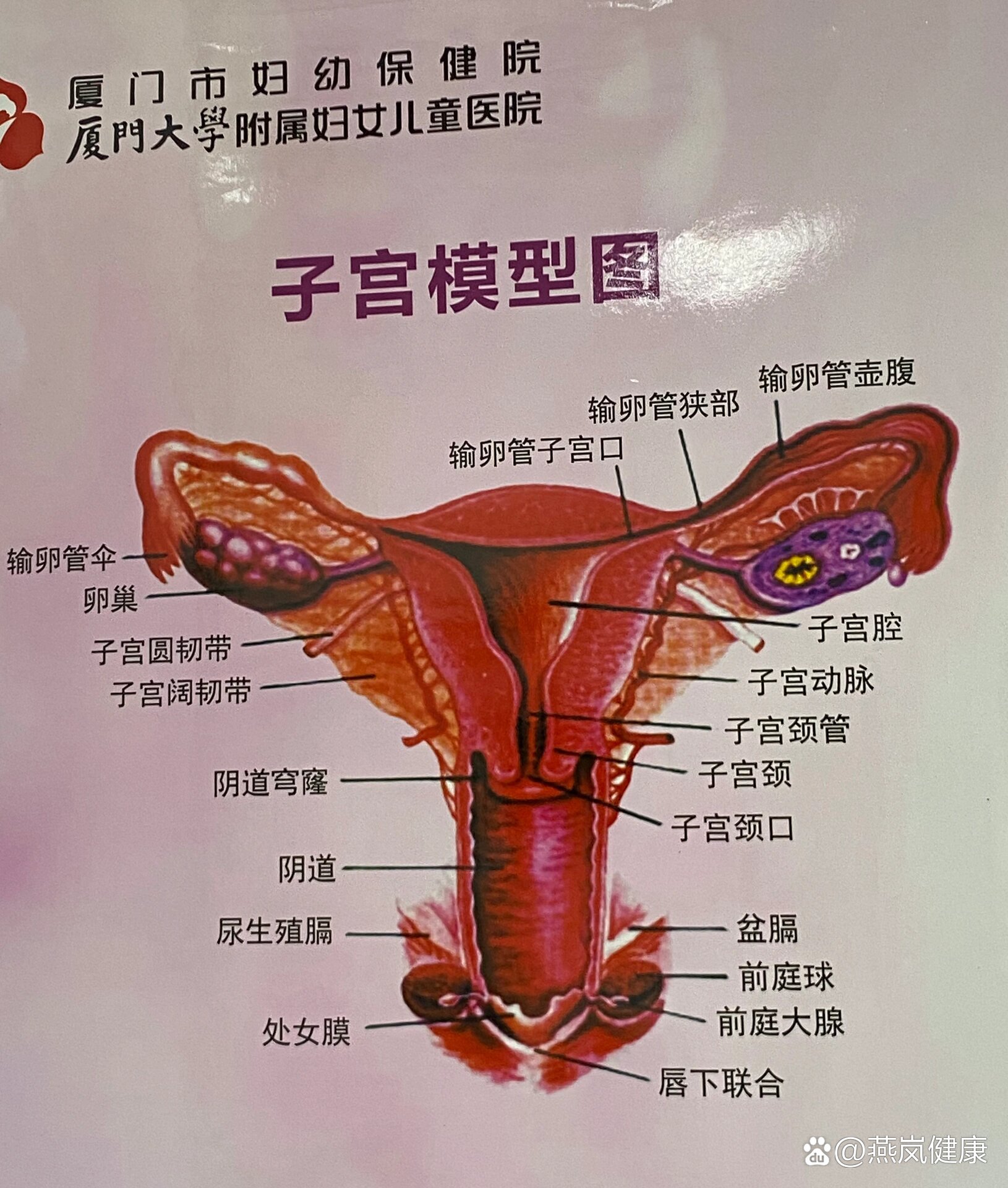 什么叫子宫内膜不规则增生