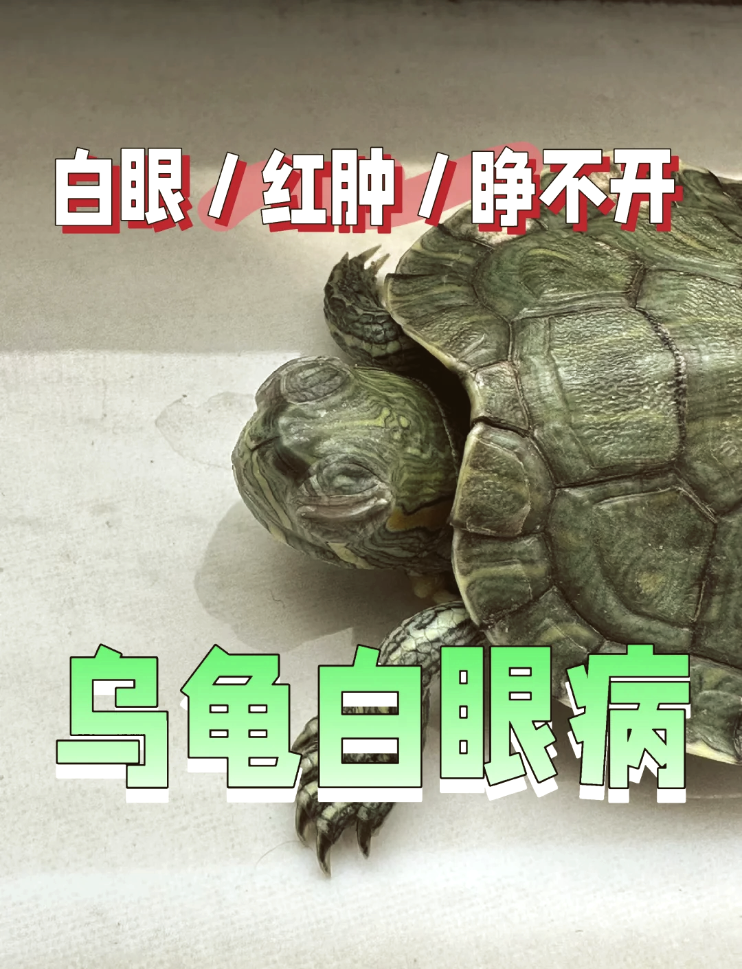 白眼病是什么病