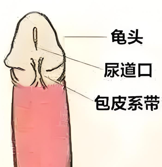 包皮不切会怎么样