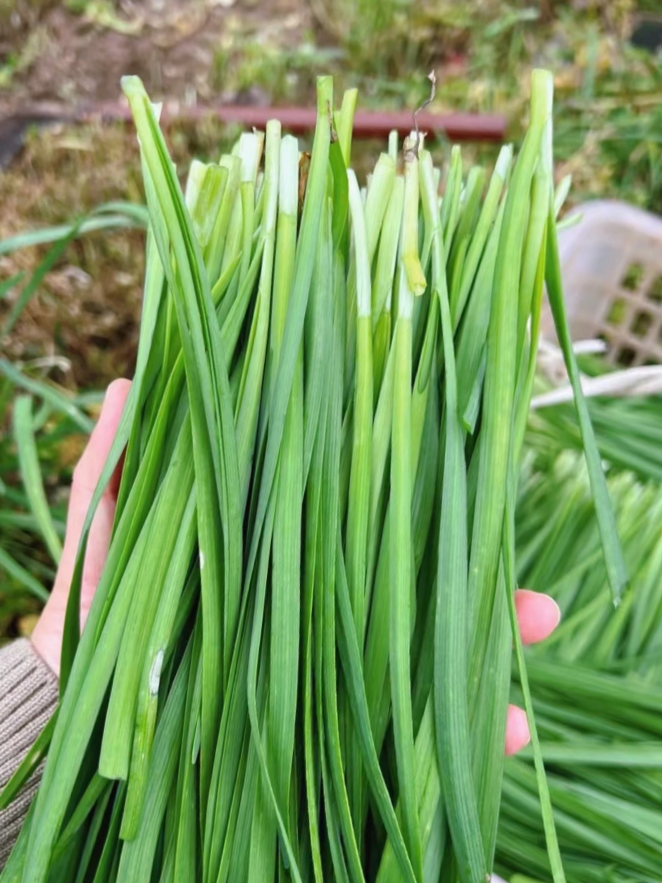 韭菜的营养价值及功效