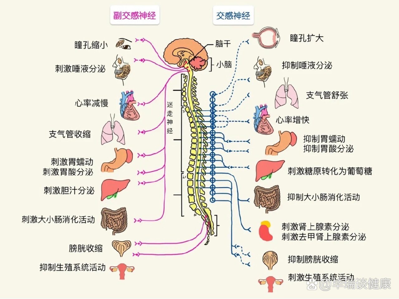 交感神经兴奋怎么自愈