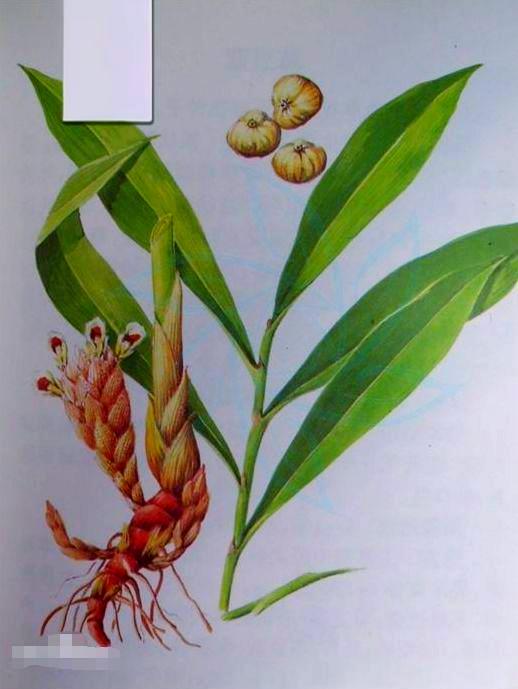 白豆蔻的功效与作用