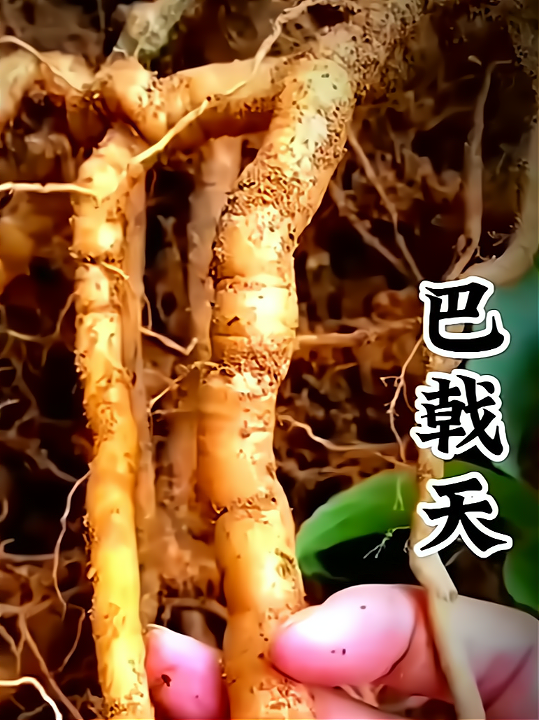 巴戟的功效与作用