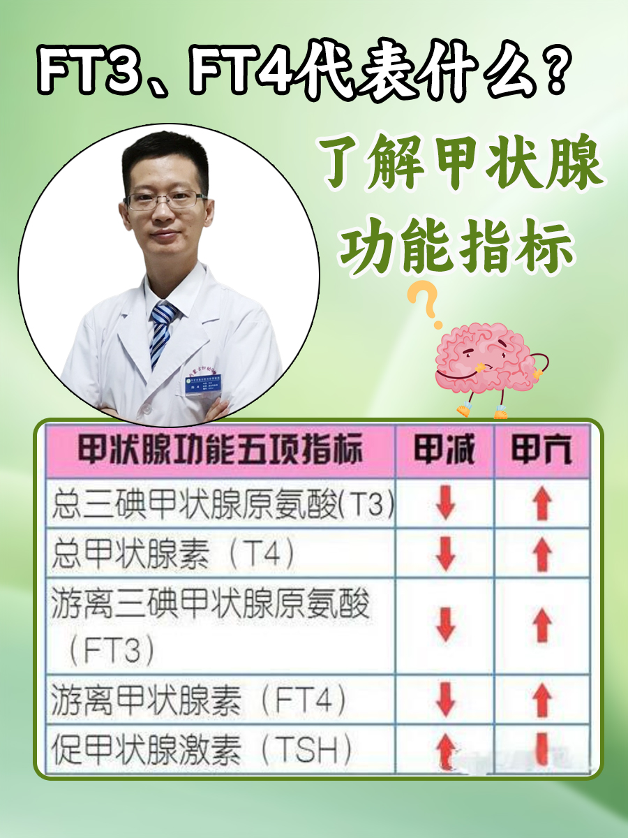 游离t3是什么意思