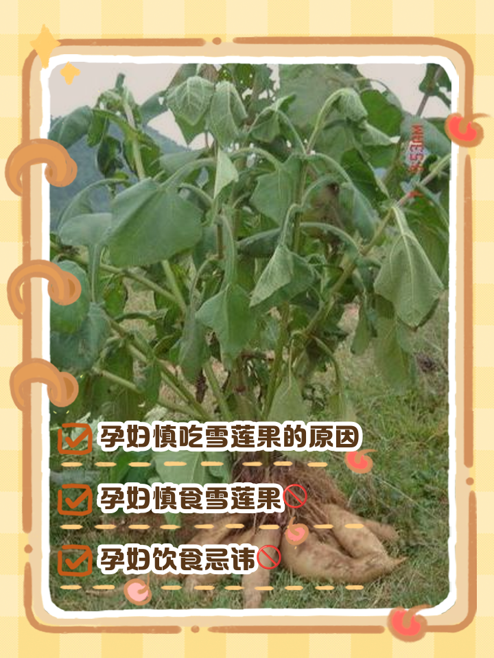 孕妇能吃雪莲果吗