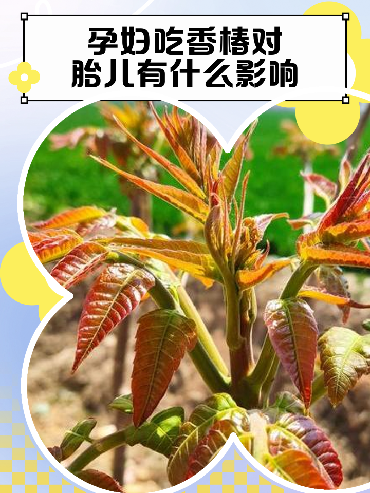 孕妇可以吃香椿芽吗