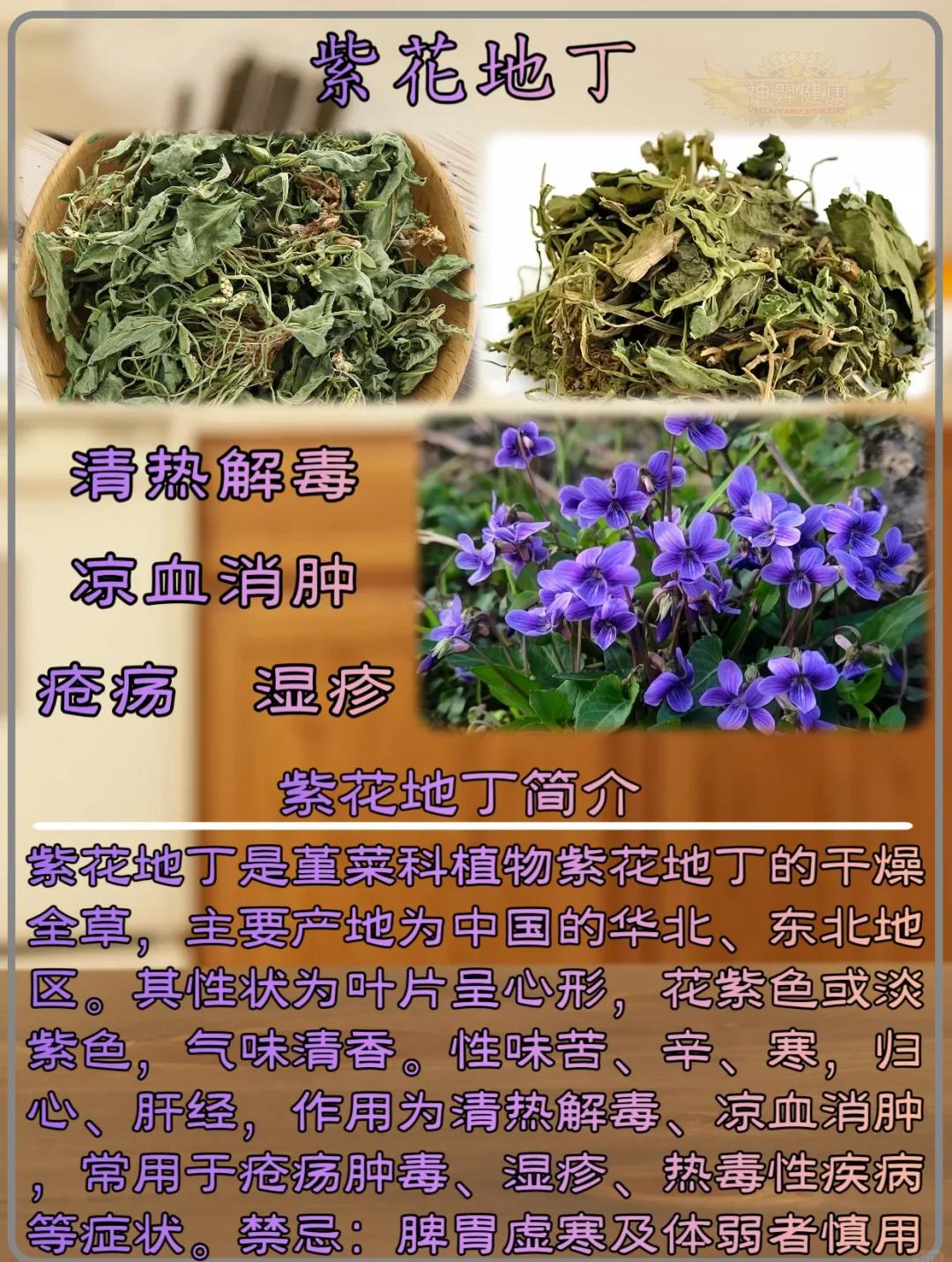 紫花苦菜那里有卖的,紫花苦菜是治什么病的