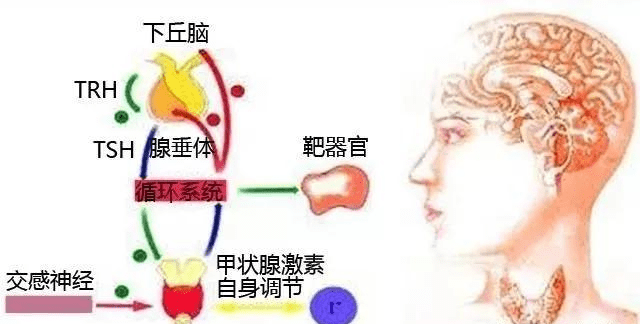 甲状腺激素的生理作用