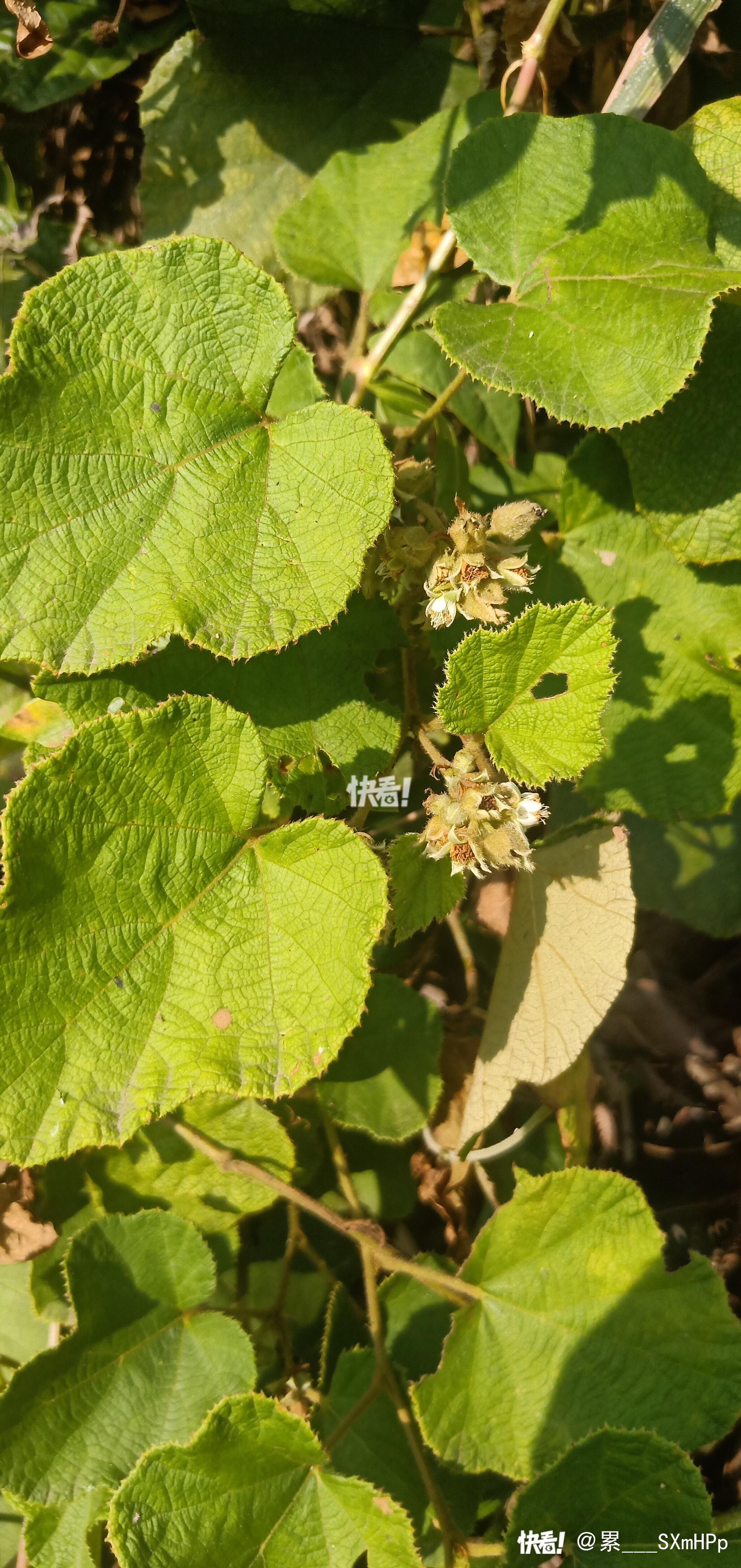 肺形草有什么作用和功效?