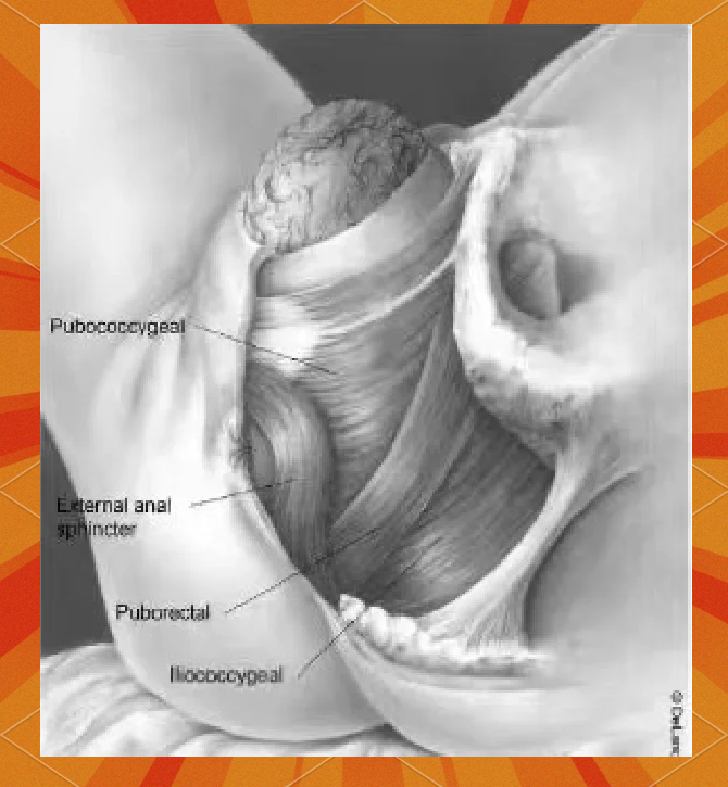 PC肌是那个部位?怎样才算感觉到了PC肌