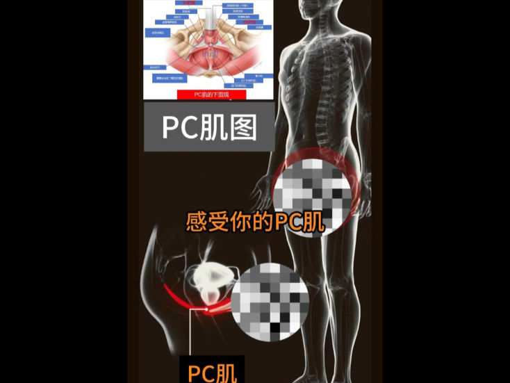 PC肌是那个部位?怎样才算感觉到了PC肌
