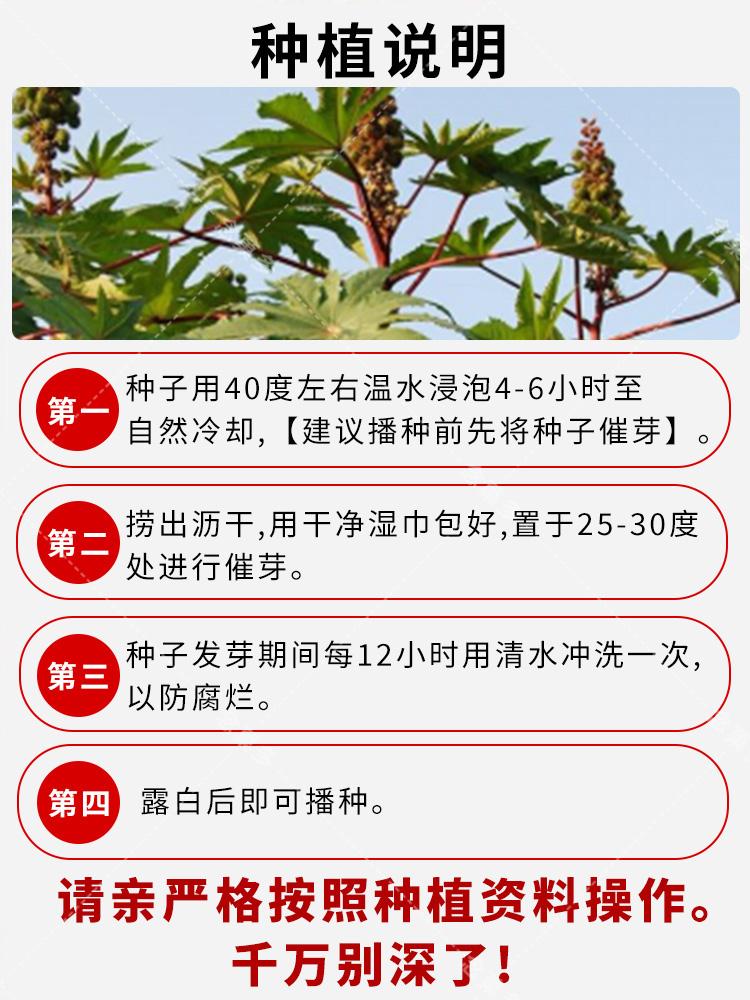 蓖麻的功效与作用