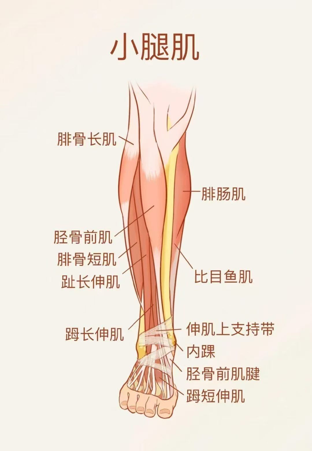 小腿肌肉胀痛是什么原因