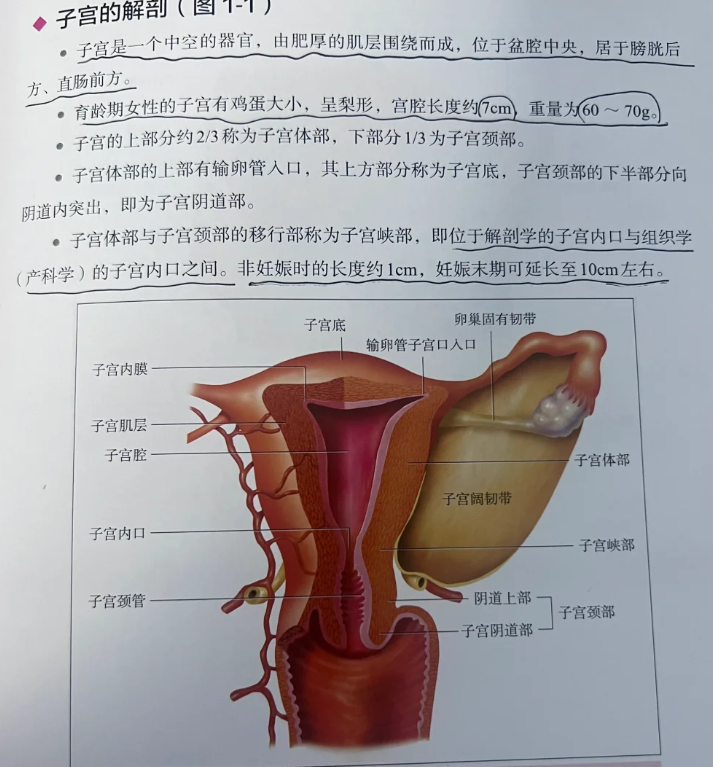 子宫切除的危害有哪些