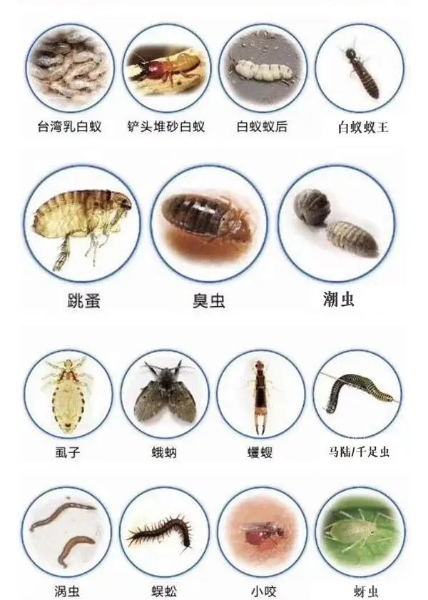 跳蚤会寄生在人身上吗