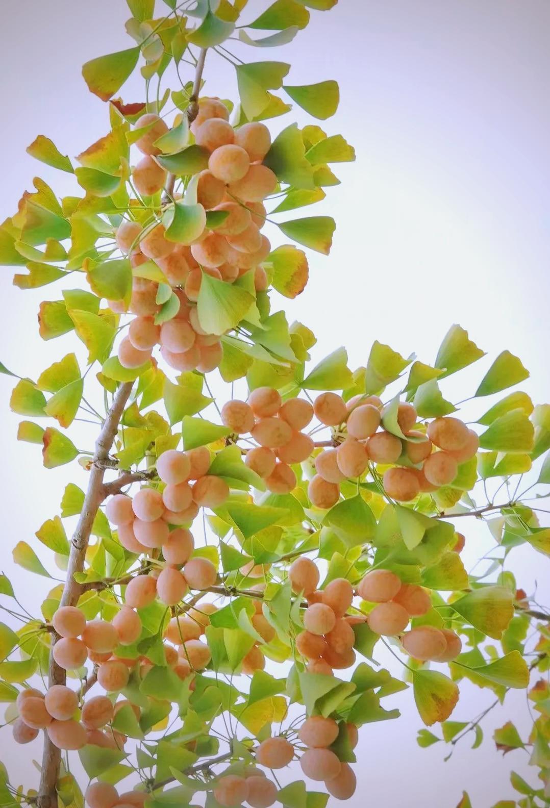 请问老师,银杏的果肉能食用吗